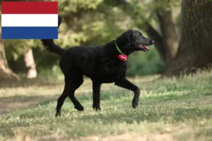 Přečtete si více ze článku Chovatelé a štěňata Curly Coated Retrieverů v Nizozemsku