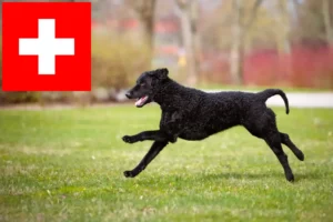 Přečtete si více ze článku Chovatelé a štěňata Curly Coated Retrieverů ve Švýcarsku