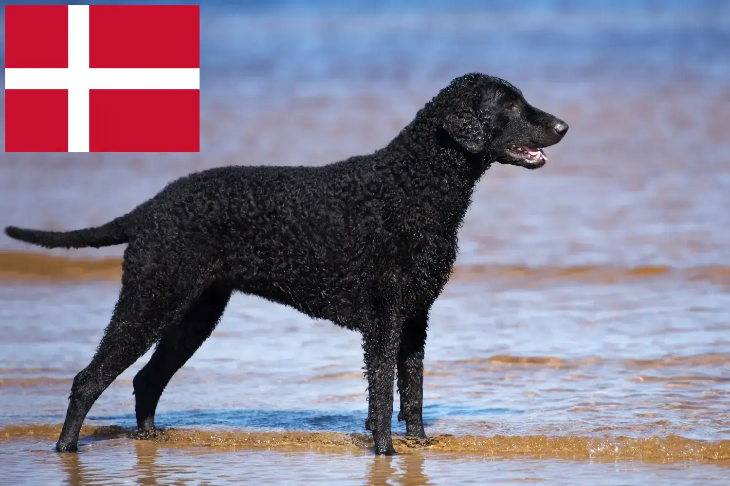 Přečtete si více ze článku Chovatelé a štěňata Curly Coated Retrieverů v Dánsku