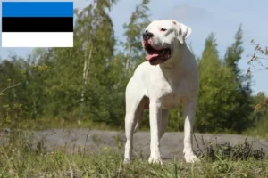 Přečtete si více ze článku Chovatelé a štěňata Dogo Argentino v Estonsku