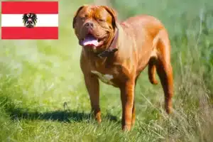 Přečtete si více ze článku Chovatelé a štěňata Dogue de Bordeaux v Rakousku