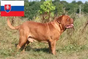 Přečtete si více ze článku Chovatelé a štěňata Dogue de Bordeaux na Slovensku