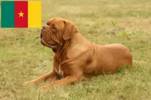 Přečtete si více ze článku Chovatelé a štěňata Dogue de Bordeaux v Kamerunu