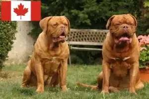 Přečtete si více ze článku Chovatelé a štěňata Dogue de Bordeaux v Kanadě