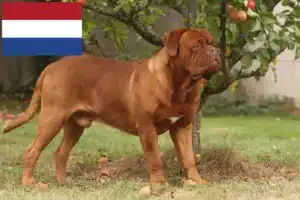 Přečtete si více ze článku Chovatelé a štěňata Dogue de Bordeaux v Nizozemsku