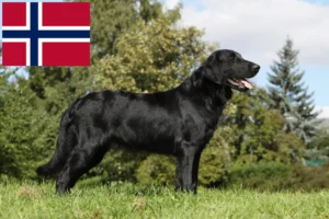 Přečtete si více ze článku Chovatelé Flat Coated Retrieverů a štěňat v Norsku