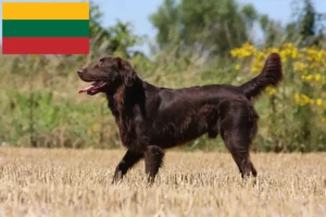 Přečtete si více ze článku Chovatelé a štěňata Flat Coated Retrieverů v Litvě