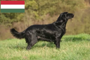 Přečtete si více ze článku Chovatelé a štěňata Flat Coated Retrieverů v Maďarsku