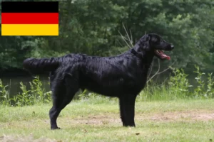 Přečtete si více ze článku Chovatelé a štěňata Flat Coated Retrieverů v Německu