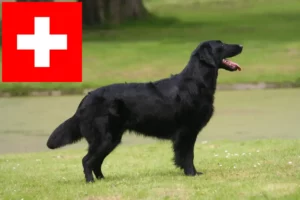 Přečtete si více ze článku Chovatelé Flat Coated Retrieverů a štěňat ve Švýcarsku