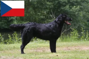 Přečtete si více ze článku Chovatelé flat coated retrieverů a štěňat v České republice