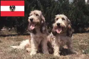 Přečtete si více ze článku Chovatelé a štěňata Grand Basset Griffon Vendéen v Rakousku