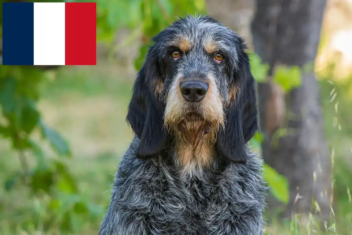 Přečtete si více ze článku Chovatelé a štěňata Griffon Bleu de Gascogne ve Francii