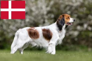 Přečtete si více ze článku Holandští chovatelé Kooikerhondje a štěňata v Dánsku