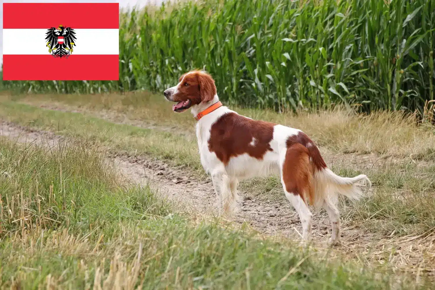 Přečtete si více ze článku Chovatelé irských červenobílých setrů a štěňat v Rakousku