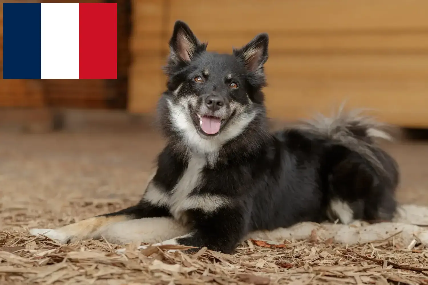 Přečtete si více ze článku Chovatelé islandských psů a štěňat ve Francii