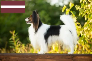 Přečtete si více ze článku Kontinentální trpasličí španěl – chovatelé a štěňata v Lotyšsku