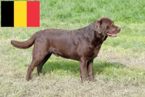 Přečtete si více ze článku Chovatelé labradorů a štěňat v Belgii