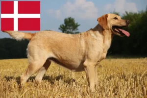 Přečtete si více ze článku Chovatelé labradorů a štěňat v Dánsku