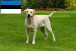 Přečtete si více ze článku Chovatelé labradorů a štěňat v Estonsku