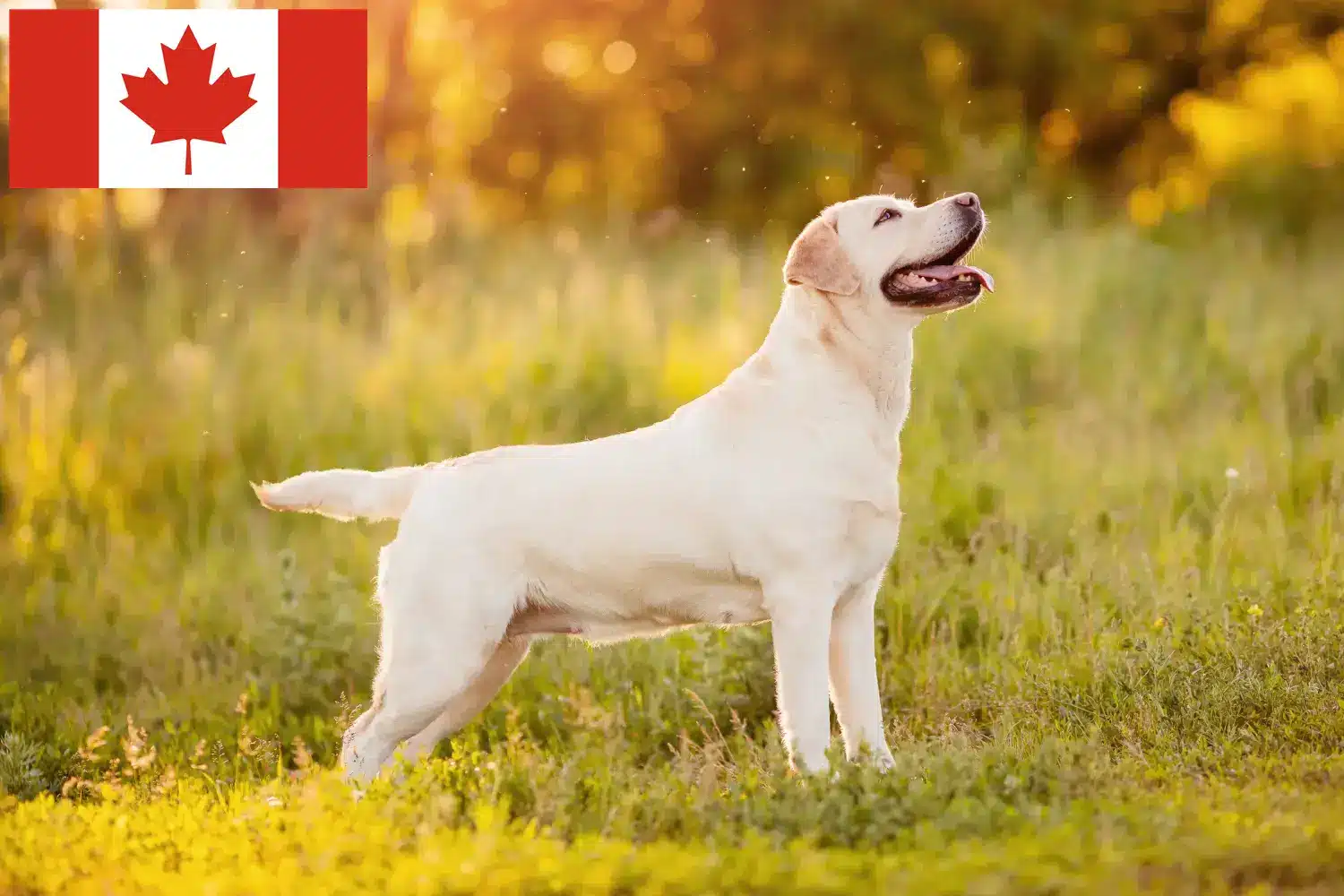 Přečtete si více ze článku Chovatelé labradorů a štěňat v Kanadě