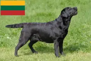 Přečtete si více ze článku Chovatelé labradorů a štěňat v Litvě