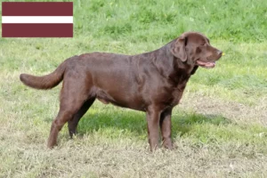 Přečtete si více ze článku Chovatelé labradorů a štěňat v Lotyšsku