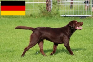 Přečtete si více ze článku Chovatelé labradorů a štěňat v Německu