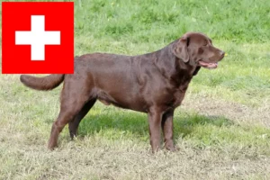 Přečtete si více ze článku Chovatelé labradorů a štěňat ve Švýcarsku