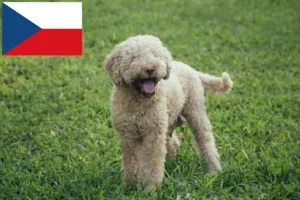 Přečtete si více ze článku Chovatelé a štěňata Lagotto Romagnolo v České republice