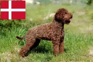 Přečtete si více ze článku Chovatelé a štěňata Lagotto Romagnolo v Dánsku