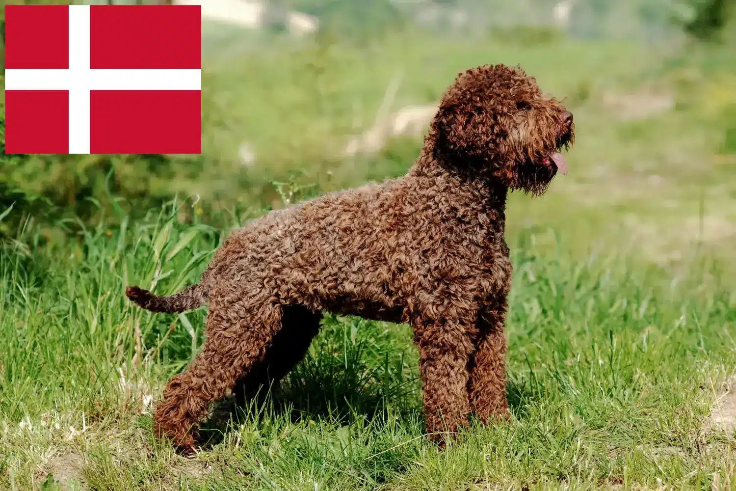 Přečtete si více ze článku Chovatelé a štěňata Lagotto Romagnolo v Dánsku