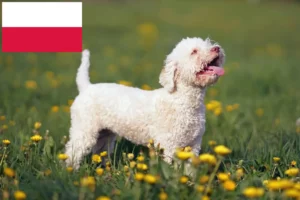 Přečtete si více ze článku Chovatelé a štěňata Lagotto Romagnolo v Polsku