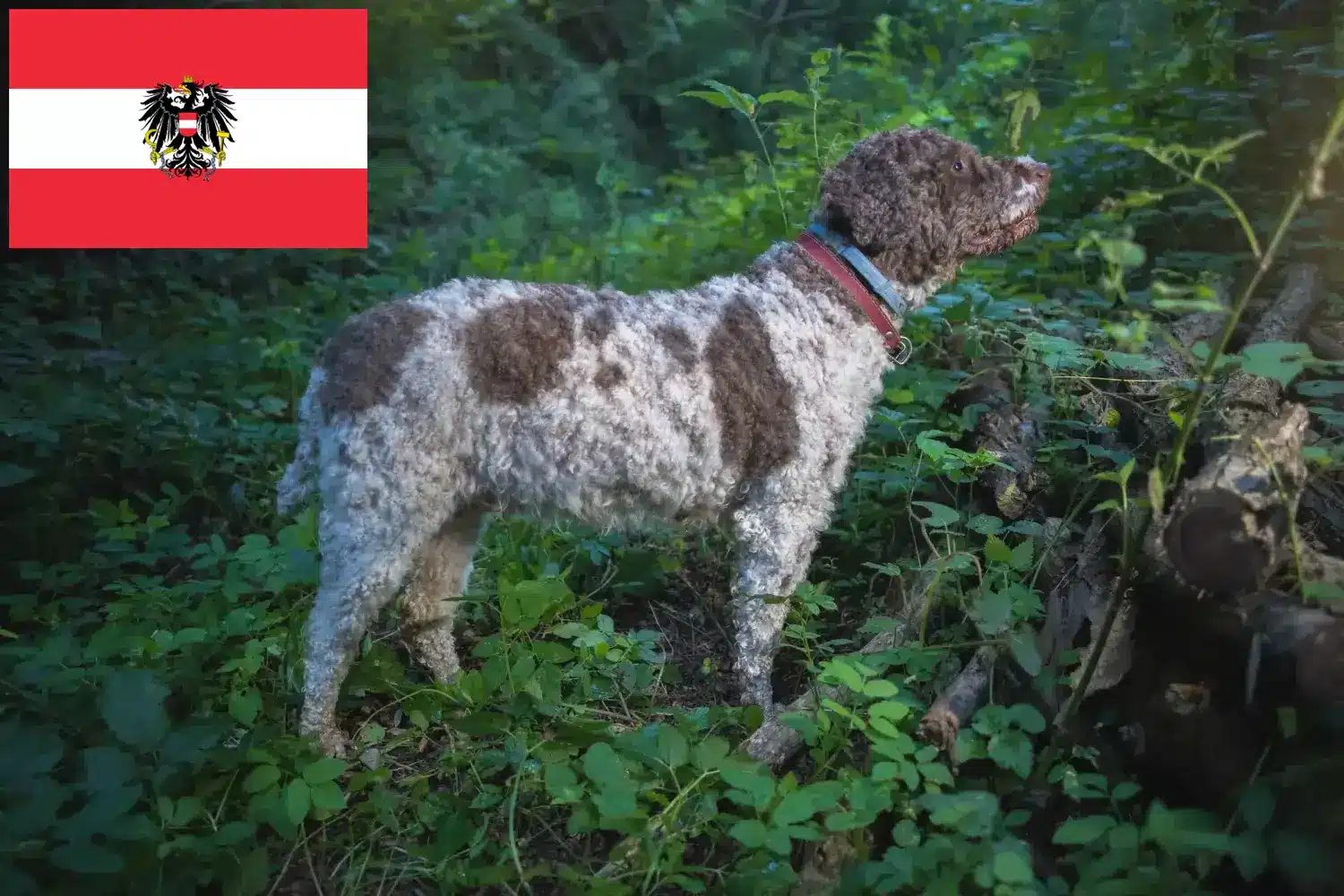 Přečtete si více ze článku Chovatelé a štěňata Lagotto Romagnolo v Rakousku