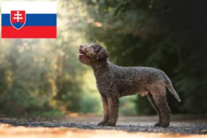 Přečtete si více ze článku Chovatelé a štěňata Lagotto Romagnolo na Slovensku