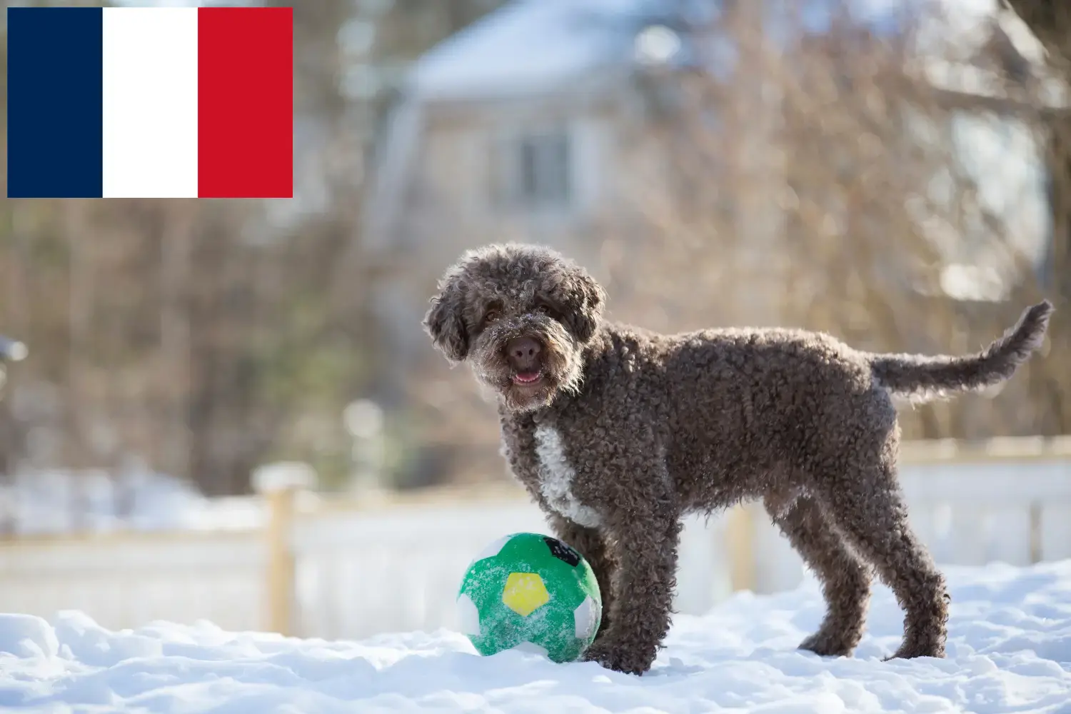 Přečtete si více ze článku Chovatelé a štěňata Lagotto Romagnolo ve Francii