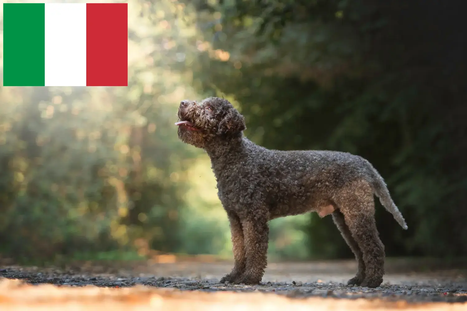 Přečtete si více ze článku Chovatelé a štěňata Lagotto Romagnolo v Itálii