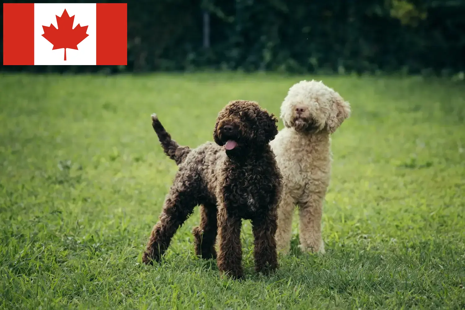 Přečtete si více ze článku Chovatelé a štěňata Lagotto Romagnolo v Kanadě