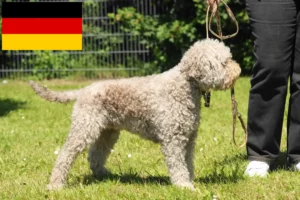 Přečtete si více ze článku Chovatelé a štěňata Lagotto Romagnolo v Německu