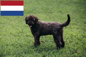 Přečtete si více ze článku Chovatelé a štěňata Lagotto Romagnolo v Nizozemsku