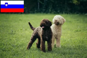 Přečtete si více ze článku Chovatelé a štěňata Lagotto Romagnolo ve Slovinsku