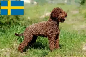 Přečtete si více ze článku Chovatelé a štěňata Lagotto Romagnolo ve Švédsku