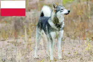 Přečtete si více ze článku Chovatelé a štěňata Lajky v Polsku