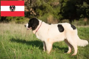 Přečtete si více ze článku Chovatelé a štěňata landseerů v Rakousku