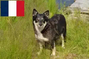 Přečtete si více ze článku Chovatelé laponských sobů a štěňat ve Francii