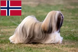 Přečtete si více ze článku Chovatelé a štěňata Lhasa Apso v Norsku