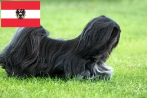 Přečtete si více ze článku Chovatelé a štěňata Lhasa Apso v Rakousku