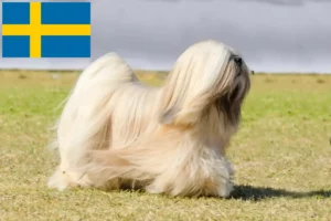 Přečtete si více ze článku Chovatelé a štěňata Lhasa Apso ve Švédsku