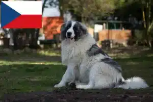 Přečtete si více ze článku Mastín del Pirineo chovatelé a štěňata v České republice