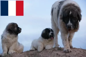 Přečtete si více ze článku Mastín del Pirineo chovatelé a štěňata ve Francii